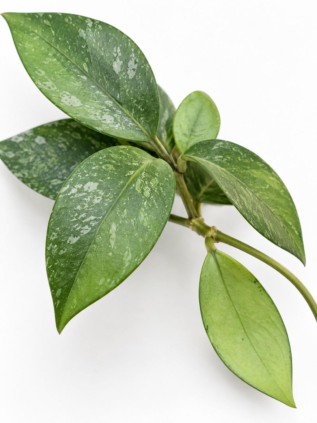 Hoya Verticillata Bogor cutting photo 2