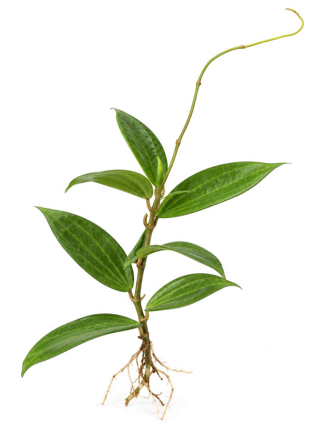 Hoya Latifolia Cutting – photo 2