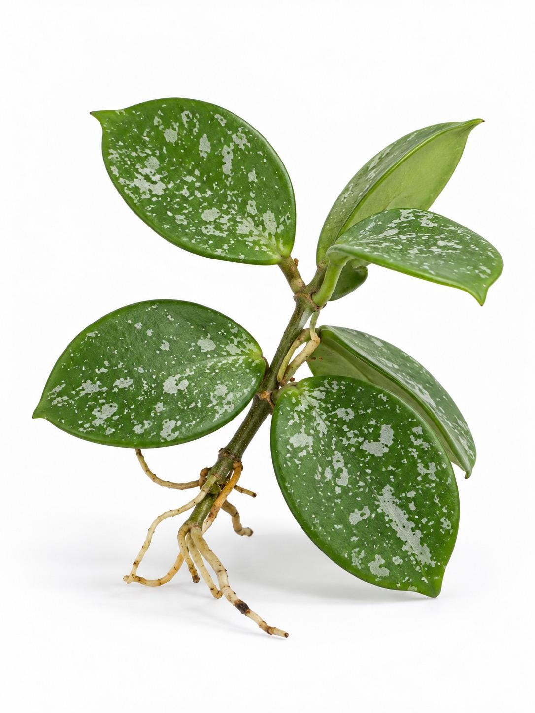 Hoya Mathilde Splash cutting