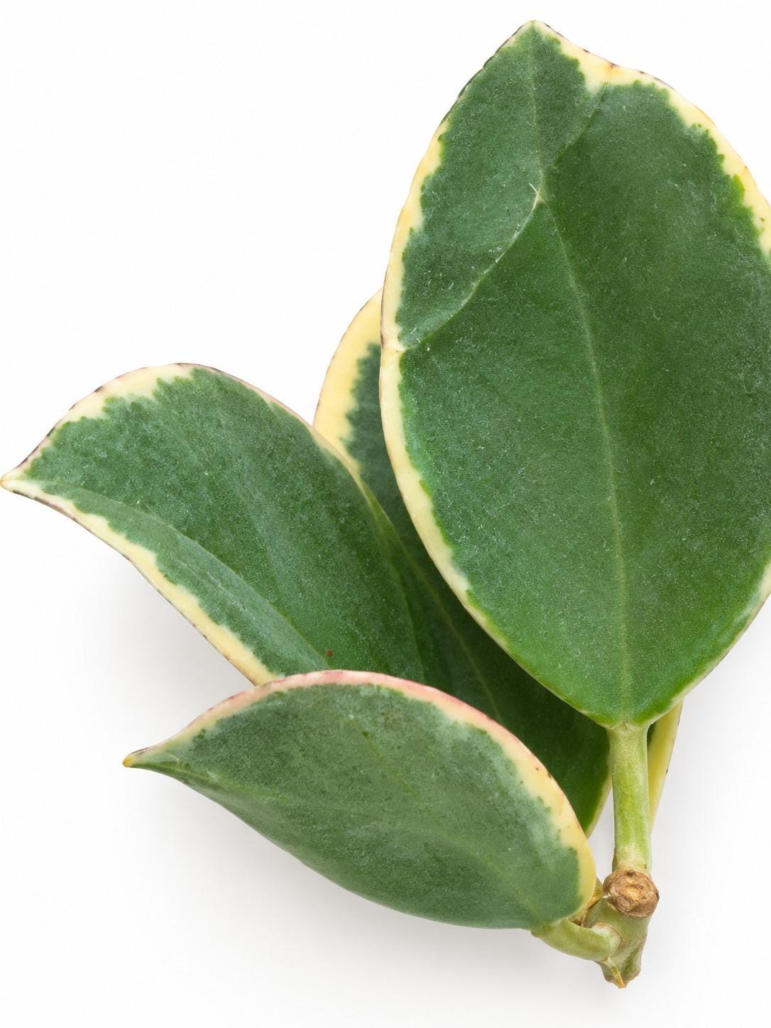 Hoya Pachyclada Variegated cutting photo 2