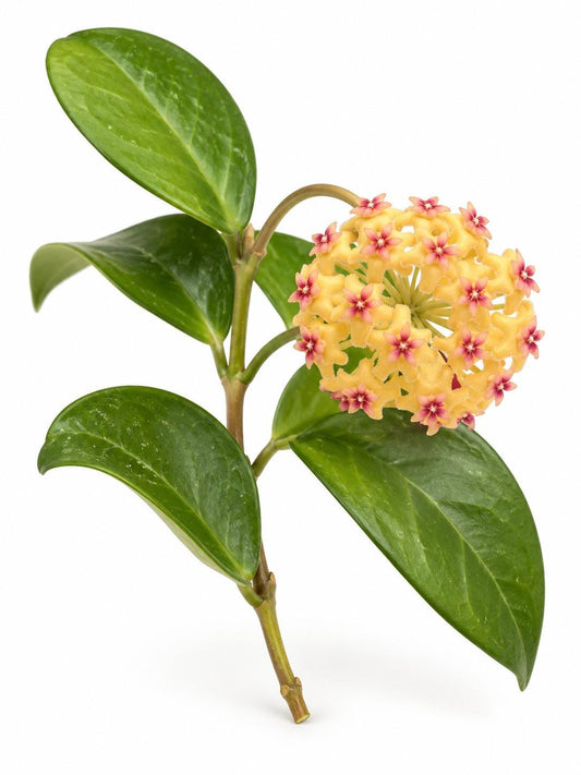 Hoya Sunshine cutting