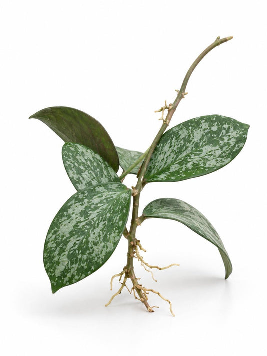 Hoya Sigillatis Round Leaf cutting