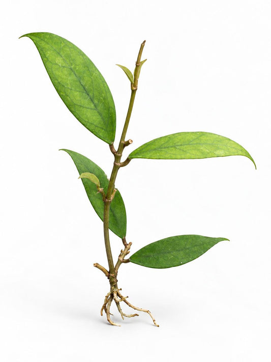 Hoya Vitellinoides cutting