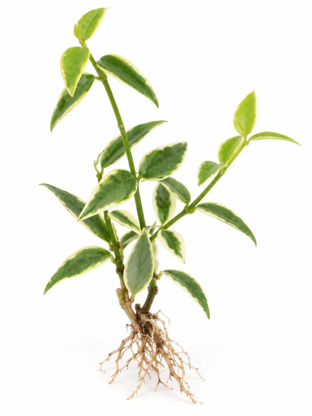 Hoya Lanceolata Subsp. Bella Albo-Marginata cutting
