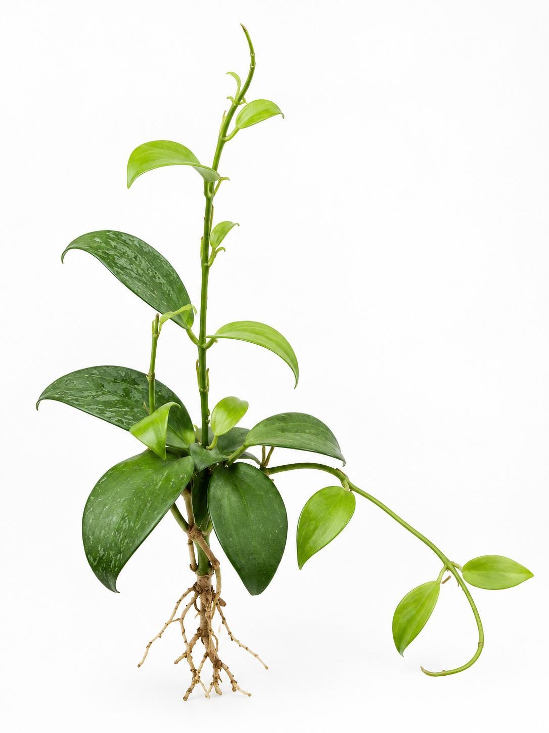 Hoya Merrillii cutting
