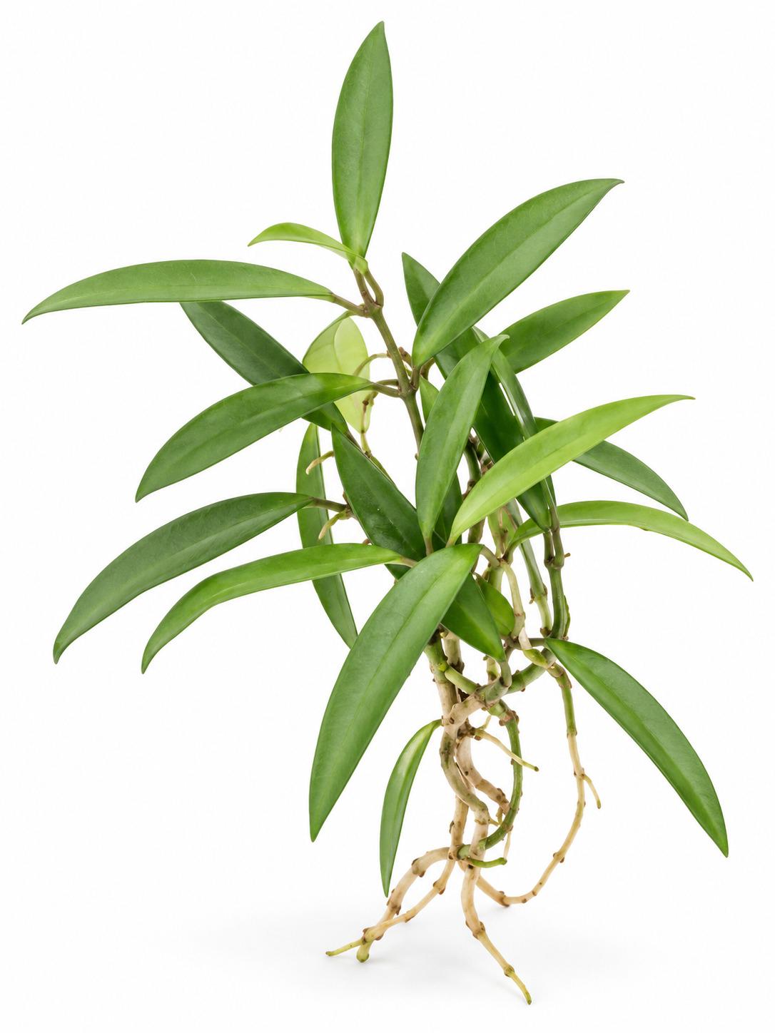 Hoya Wayetii Cutting – photo 2