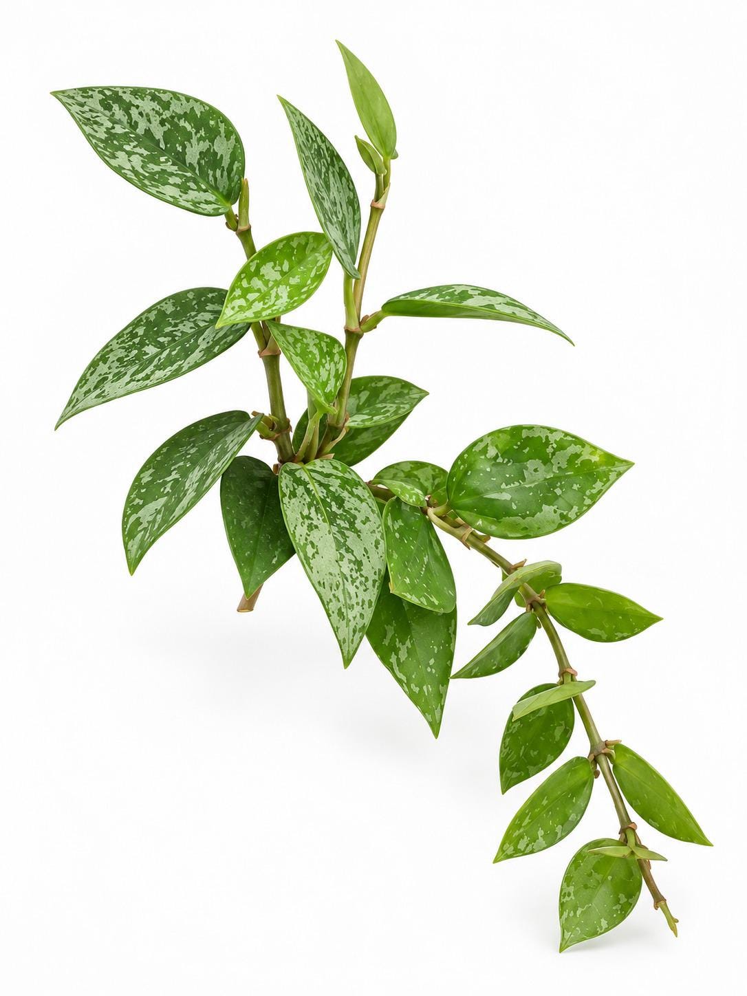 Hoya Krohniana Splash Cutting – photo 2