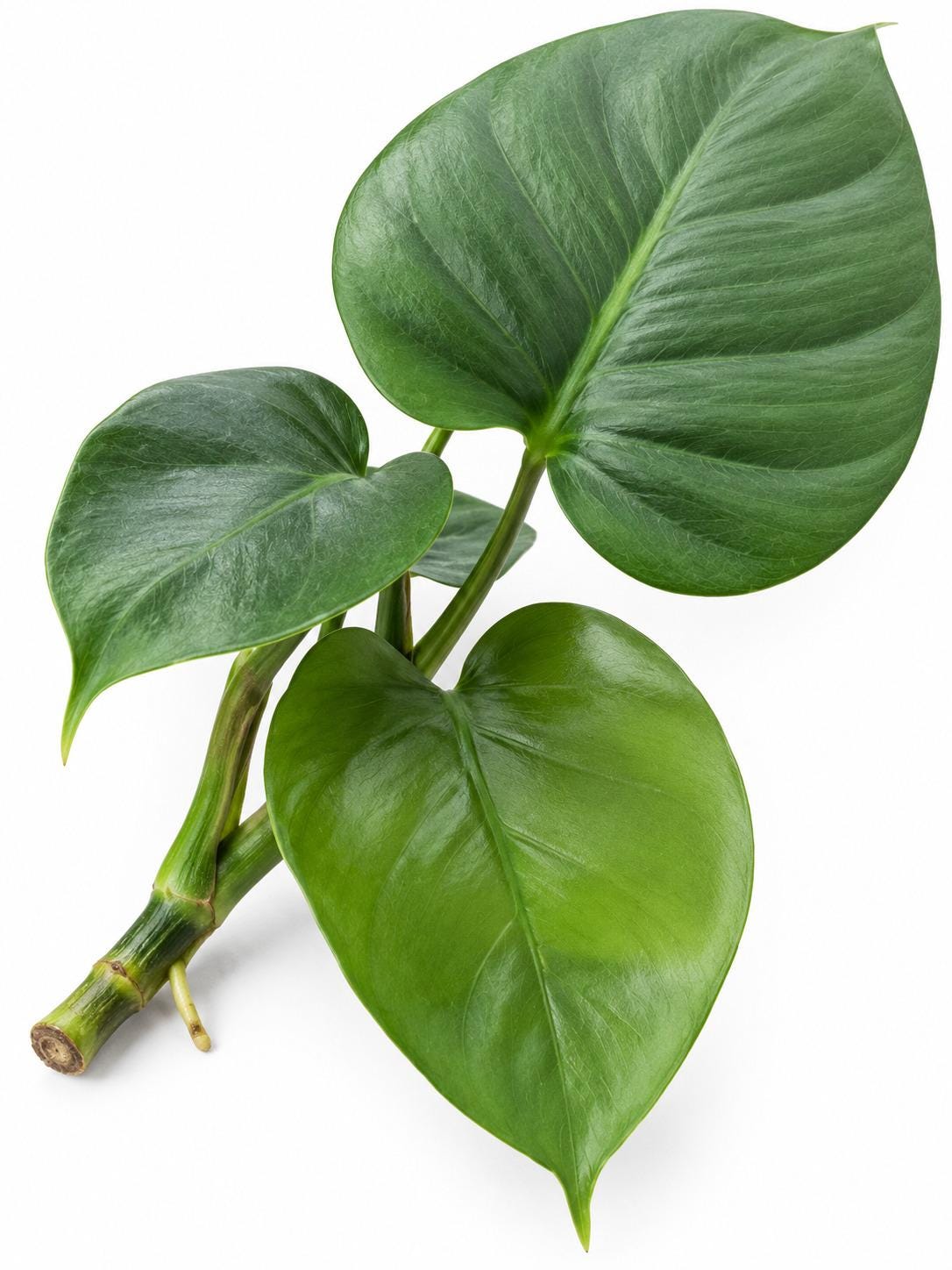 Monstera Deliciosa Var. Sierrana cutting photo 2