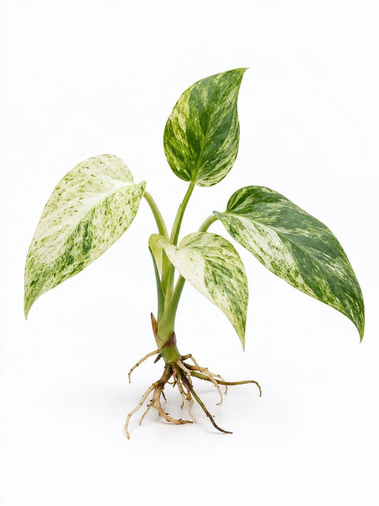 Philodendron Giganteum Variegated Blizzard cutting