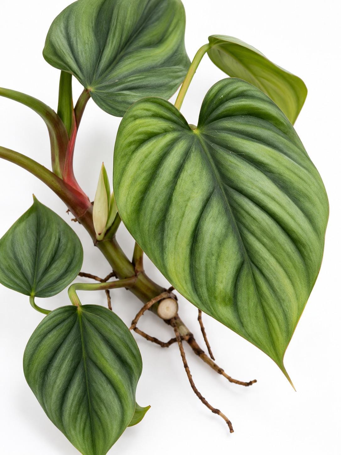 Philodendron Colombia cutting photo 2