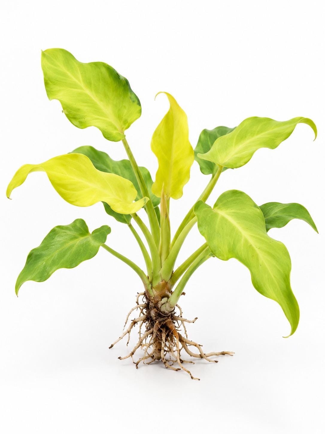 Philodendron Xanadu Aurea cutting