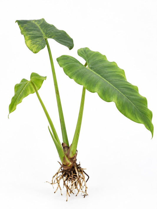 Philodendron Deflexum cutting