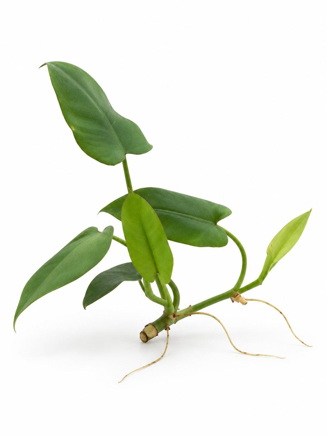Philodendron Recurvifolium cutting