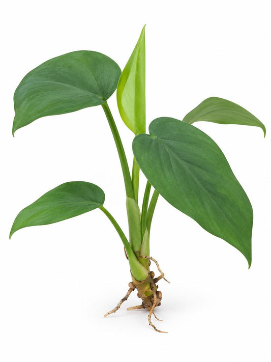 Philodendron Frits-wentii cutting