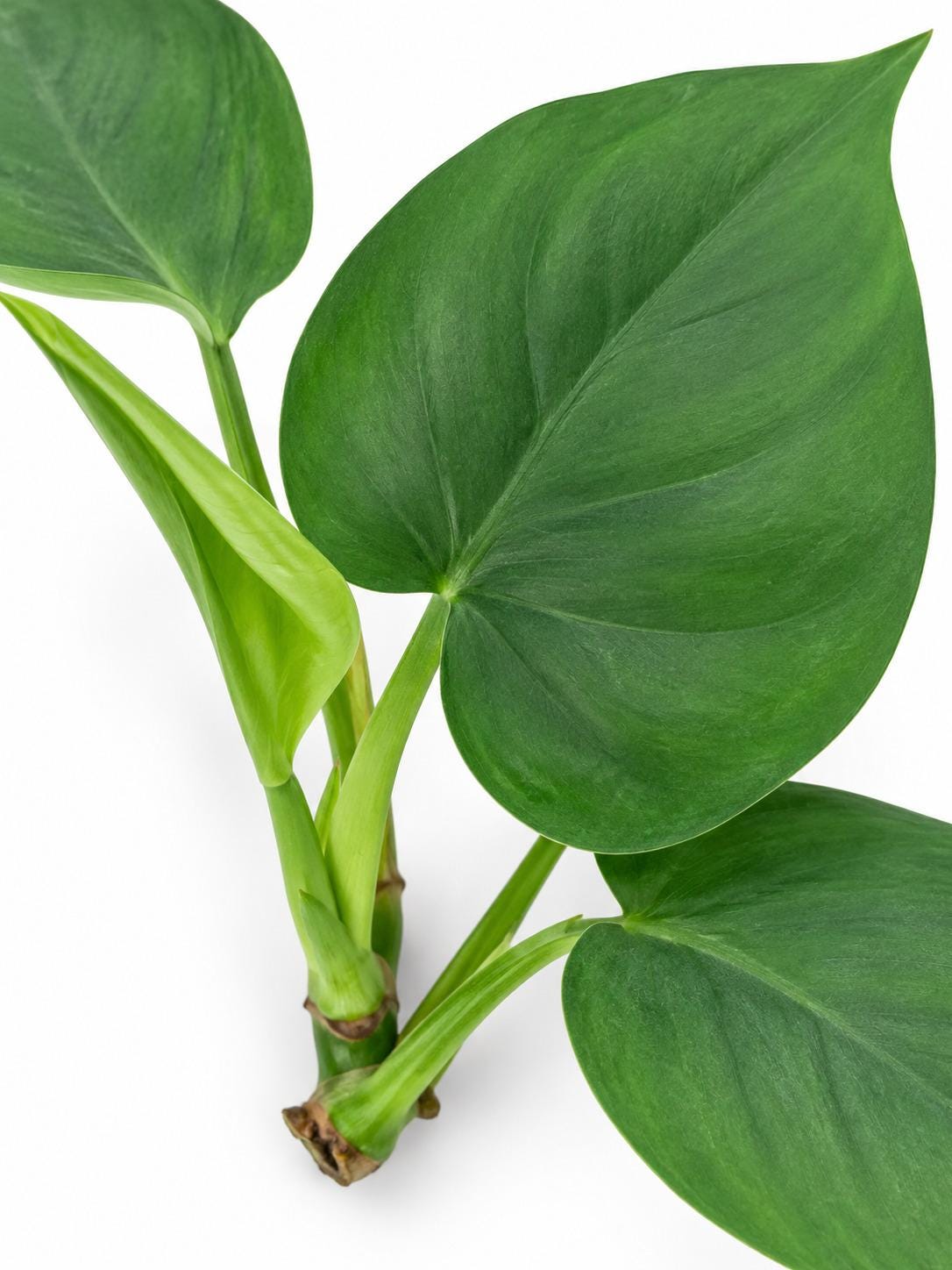 Philodendron Frits-wentii cutting photo 2