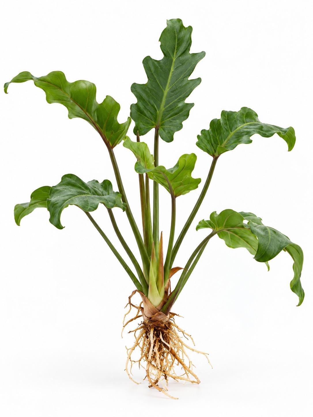 Philodendron Xanadu Deja Vu Cutting – photo 2