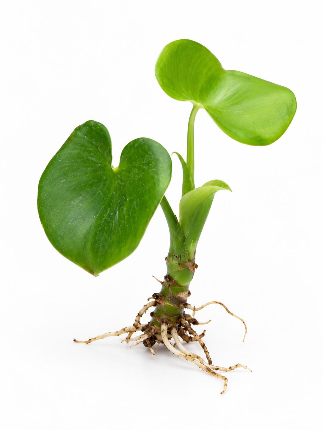Philodendron Grazielae Cutting – photo 2
