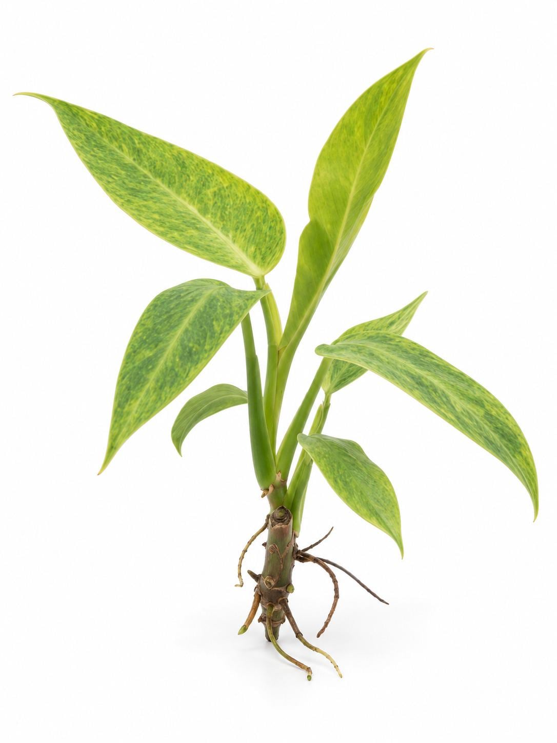 Philodendron Calkins Gold Cutting – photo 2