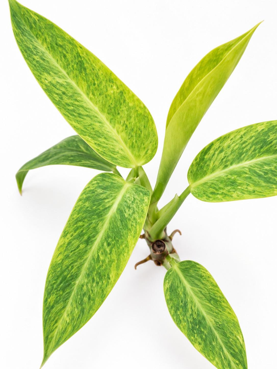 Philodendron Calkins Gold Cutting – rare plant for sale