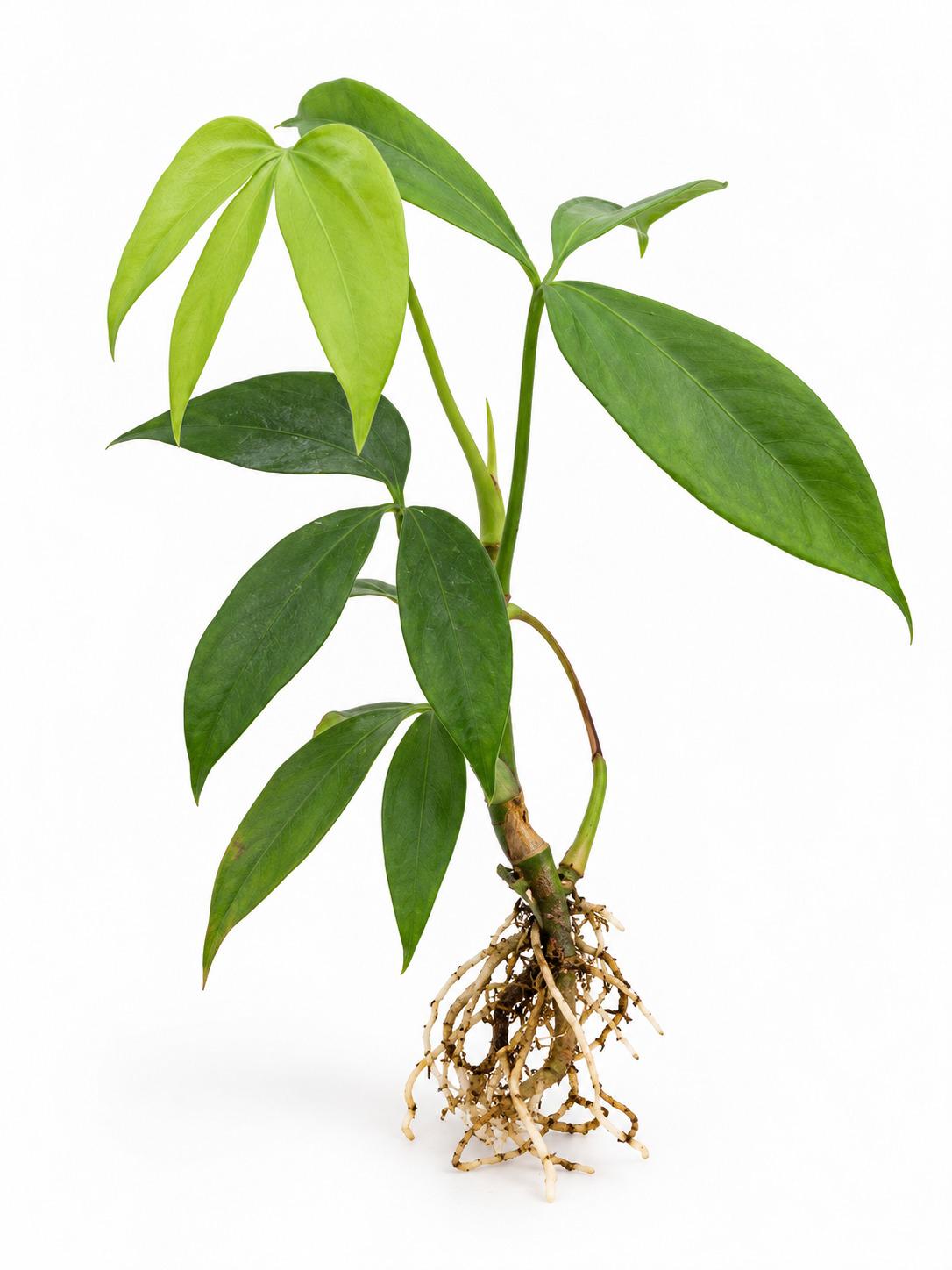 Anthurium Digitatum – photo 2