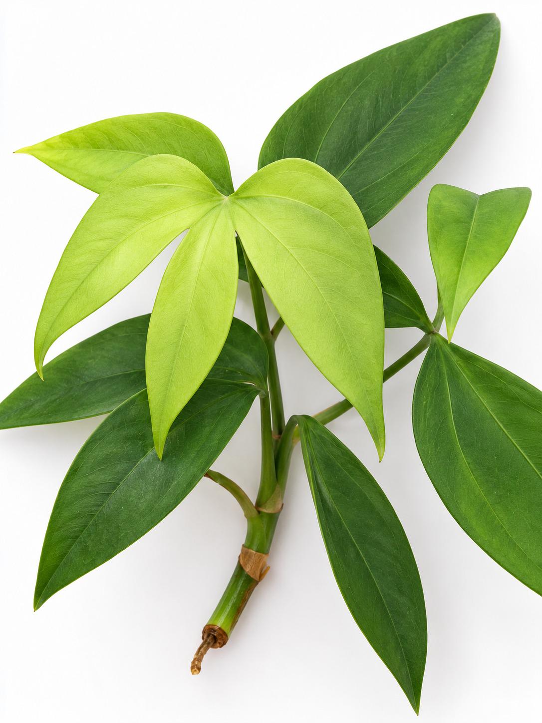 Anthurium Digitatum – rare plant for sale