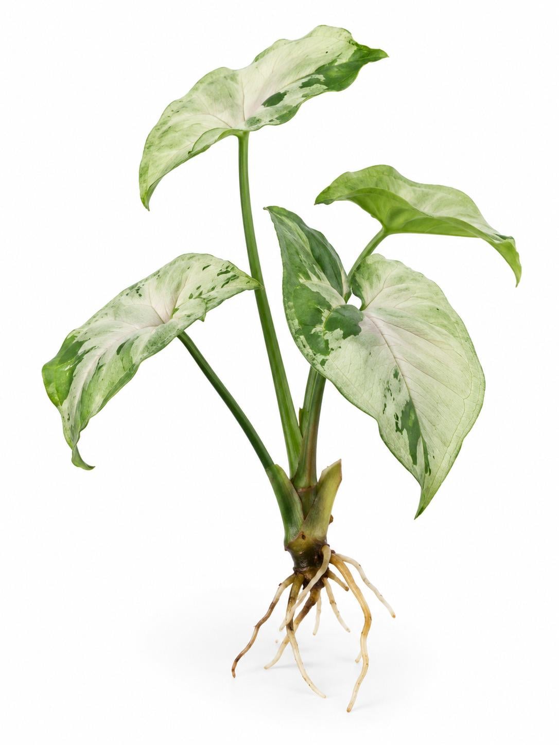 Syngonium Podophyllum Green Splash Cutting – photo 2
