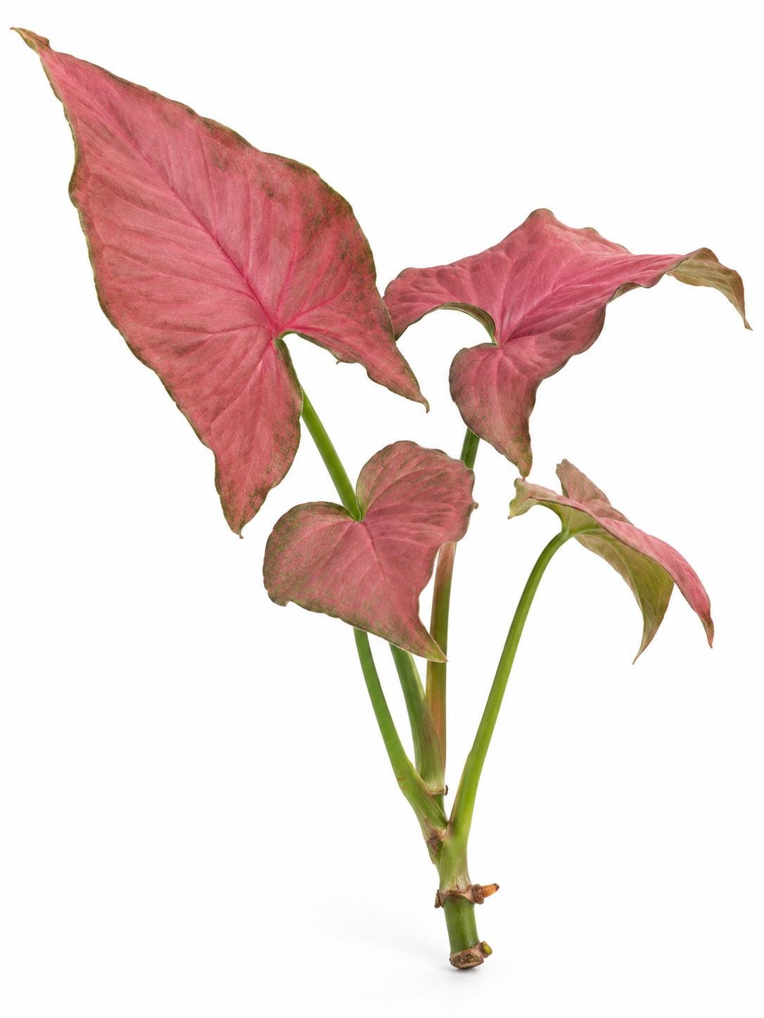 Syngonium Podophyllum Orm Nak Red Cutting – photo 2