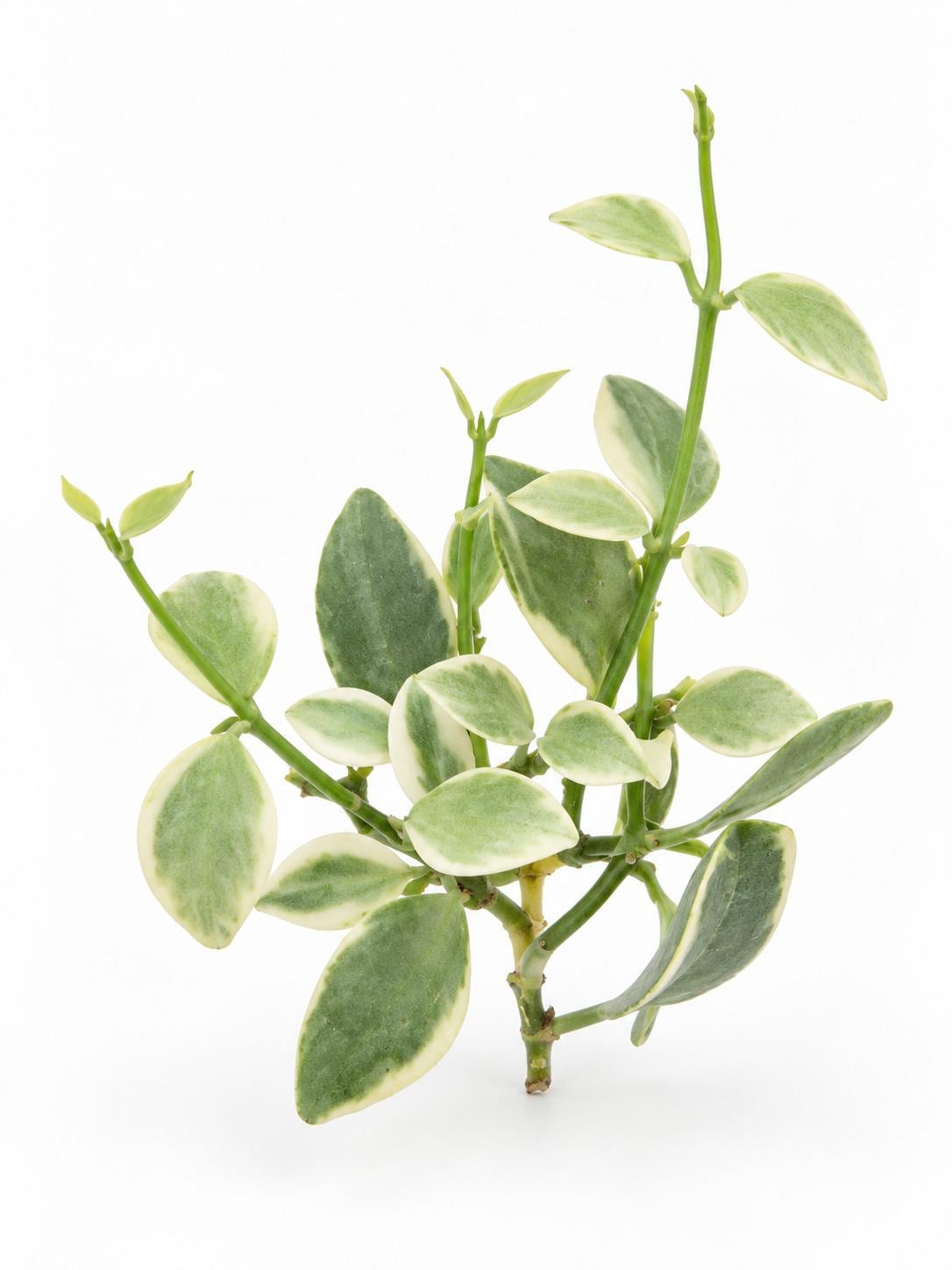 Dischidia Oiantha Variegated Cutting – photo 2