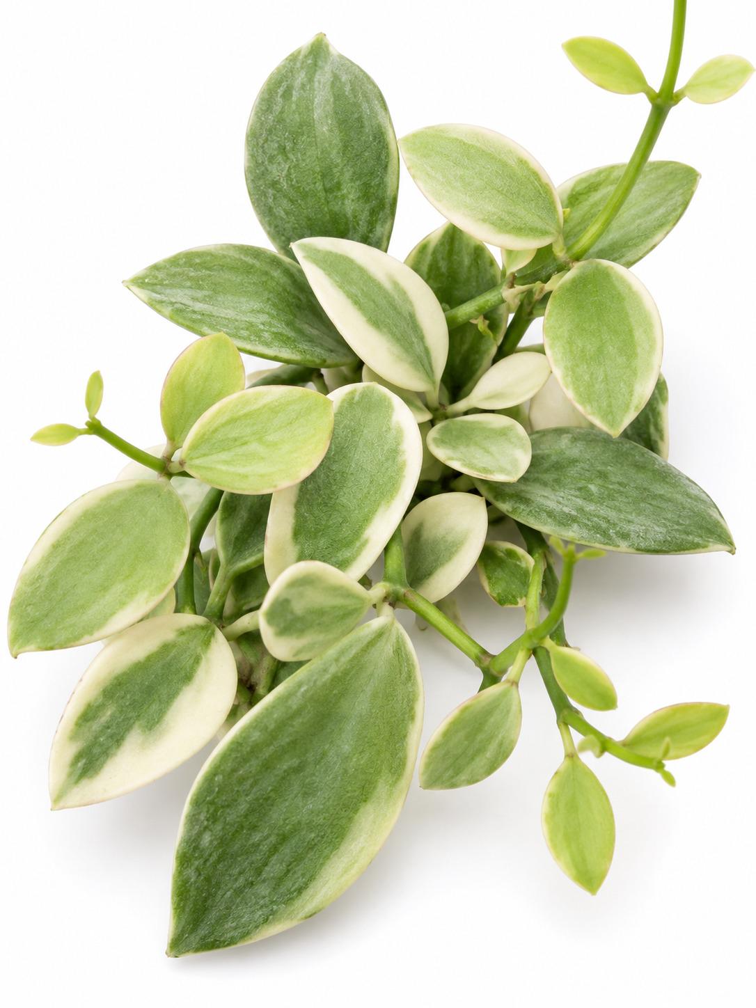 Dischidia Oiantha Variegated Cutting – rare plant for sale