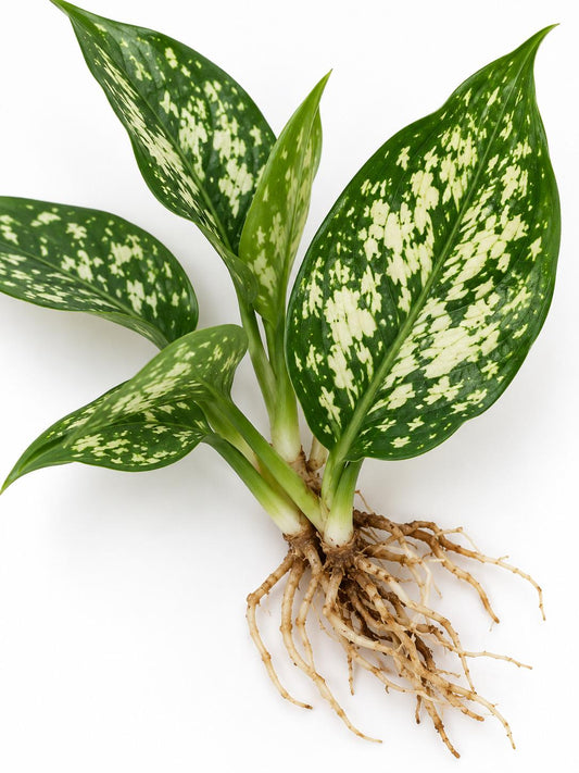 Aglaonema Snow White – rare plant for sale