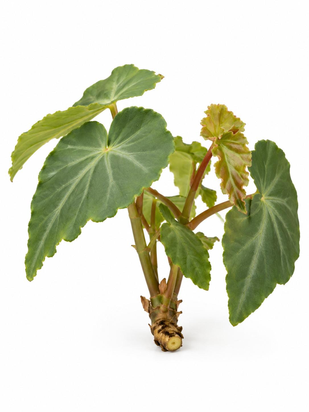 Begonia Angularis – photo 2