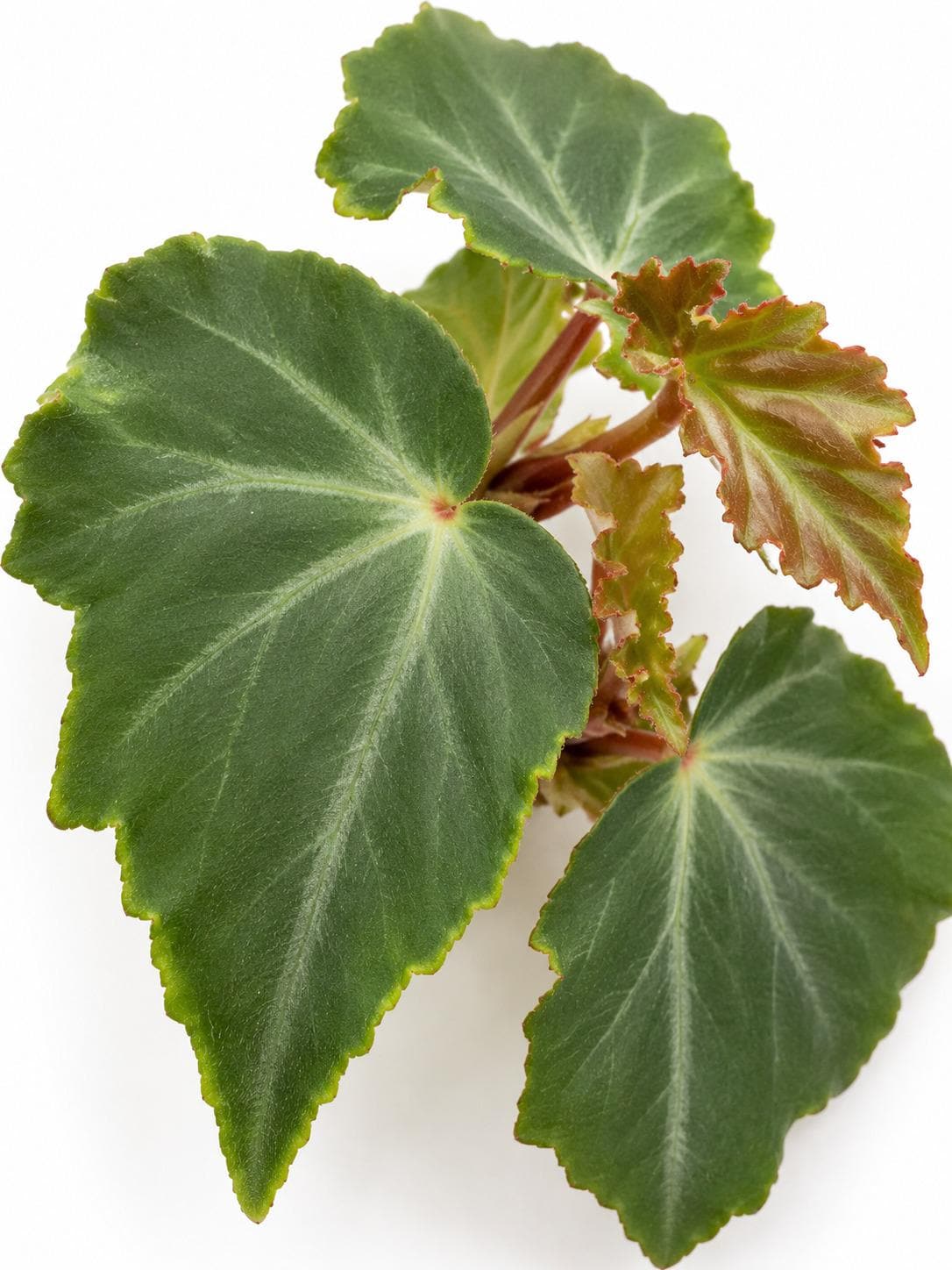 Begonia Angularis – rare plant for sale