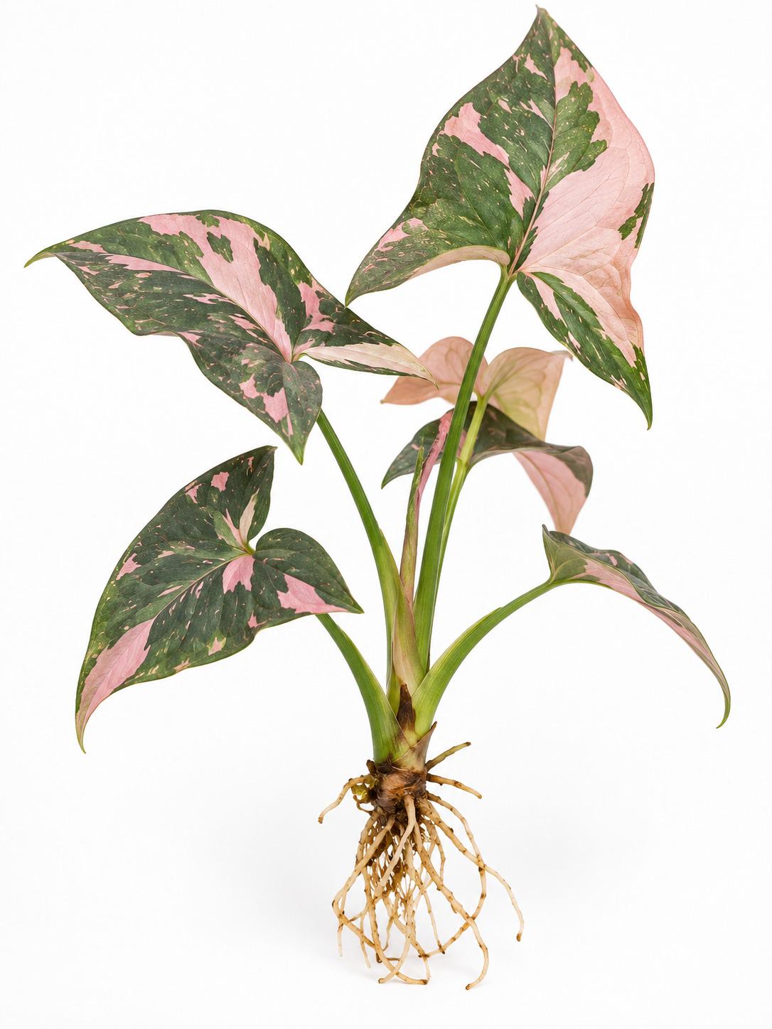 Syngonium Podophyllum Pink Splash Cutting – photo 2