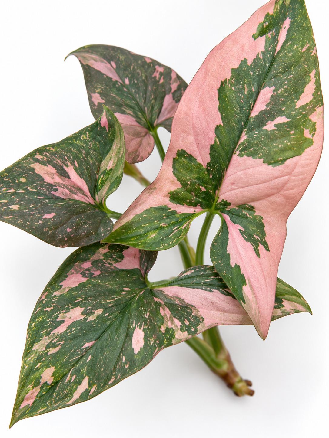 Syngonium Podophyllum Pink Splash Cutting – rare plant for sale