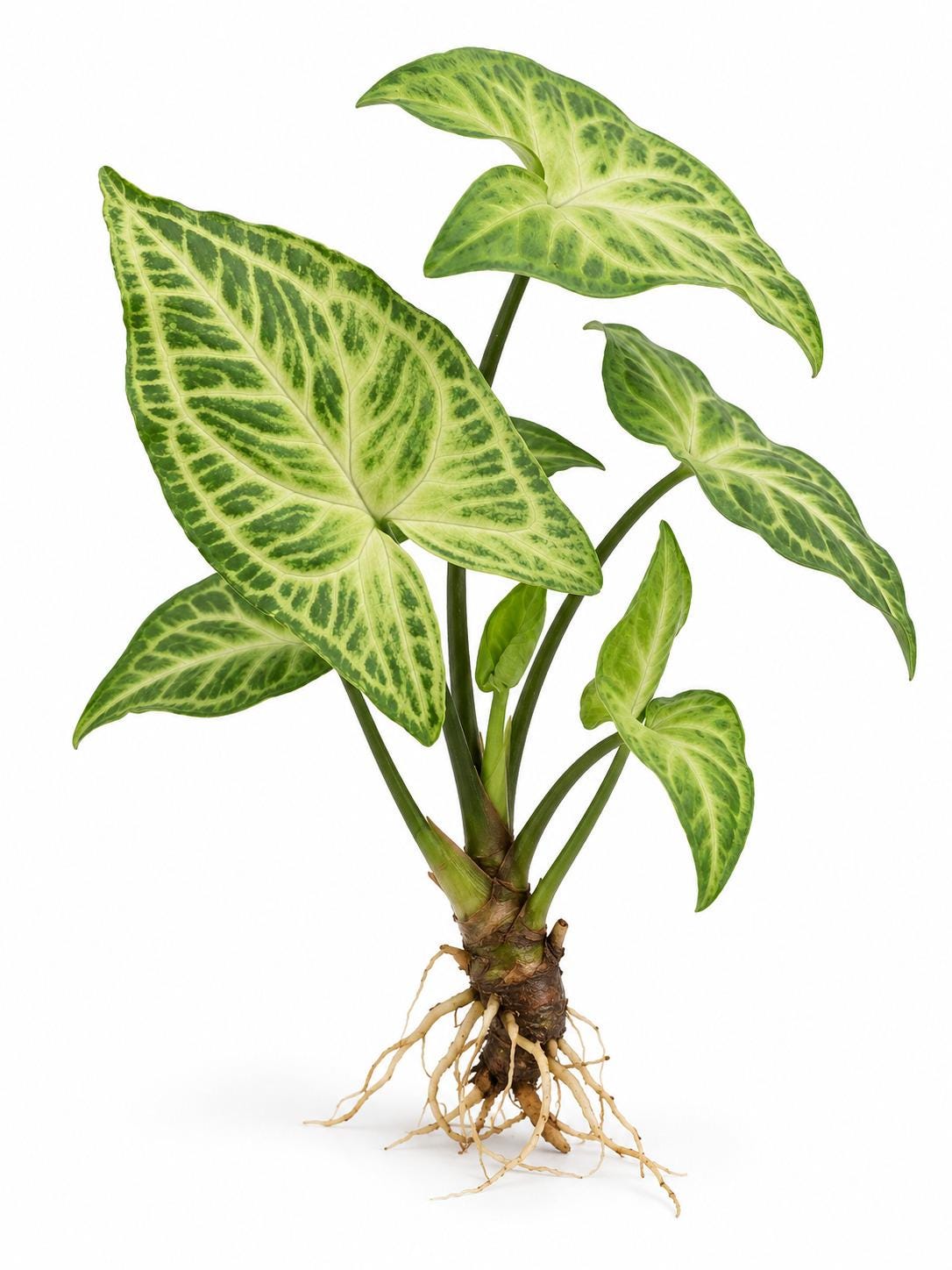 Syngonium Podophyllum Batik Cutting – photo 2