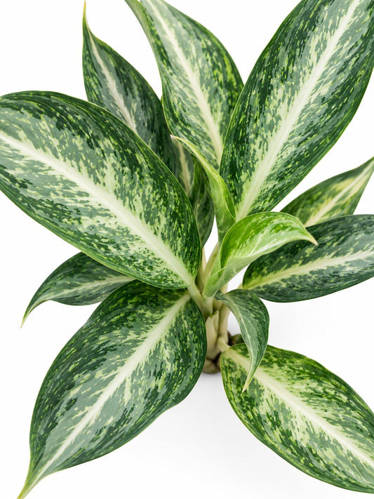 Aglaonema White Rain – rare plant for sale