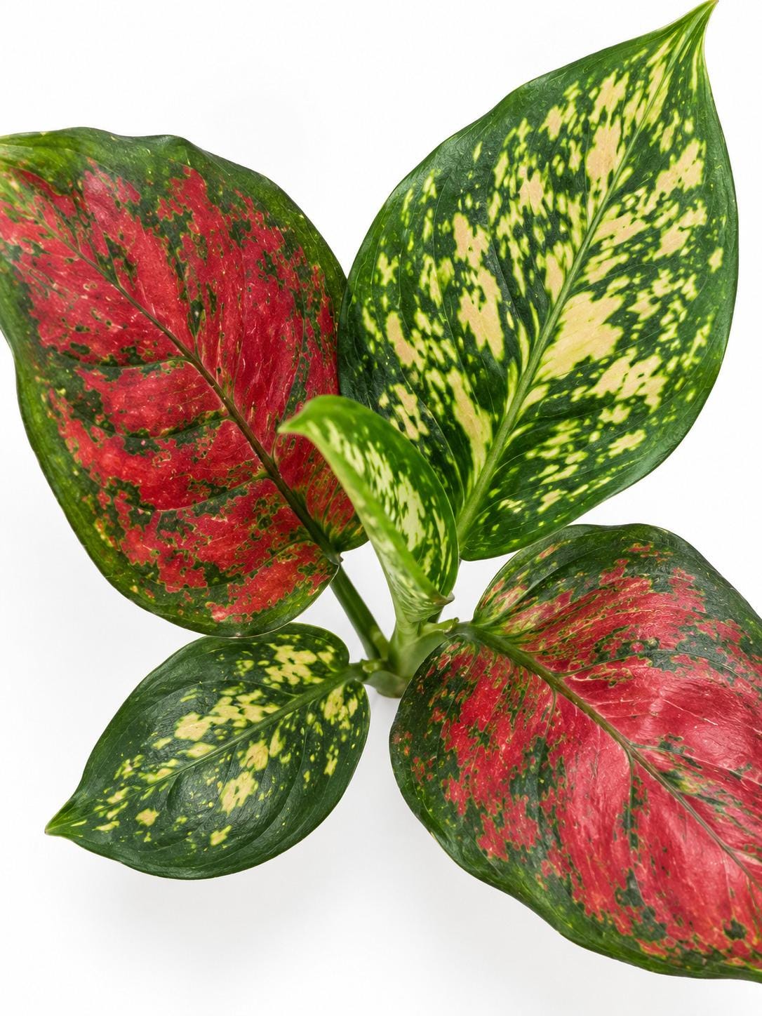 Aglaonema Ruby Ray – rare plant for sale