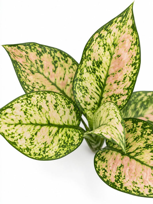 Aglaonema Etta Rose – rare plant for sale