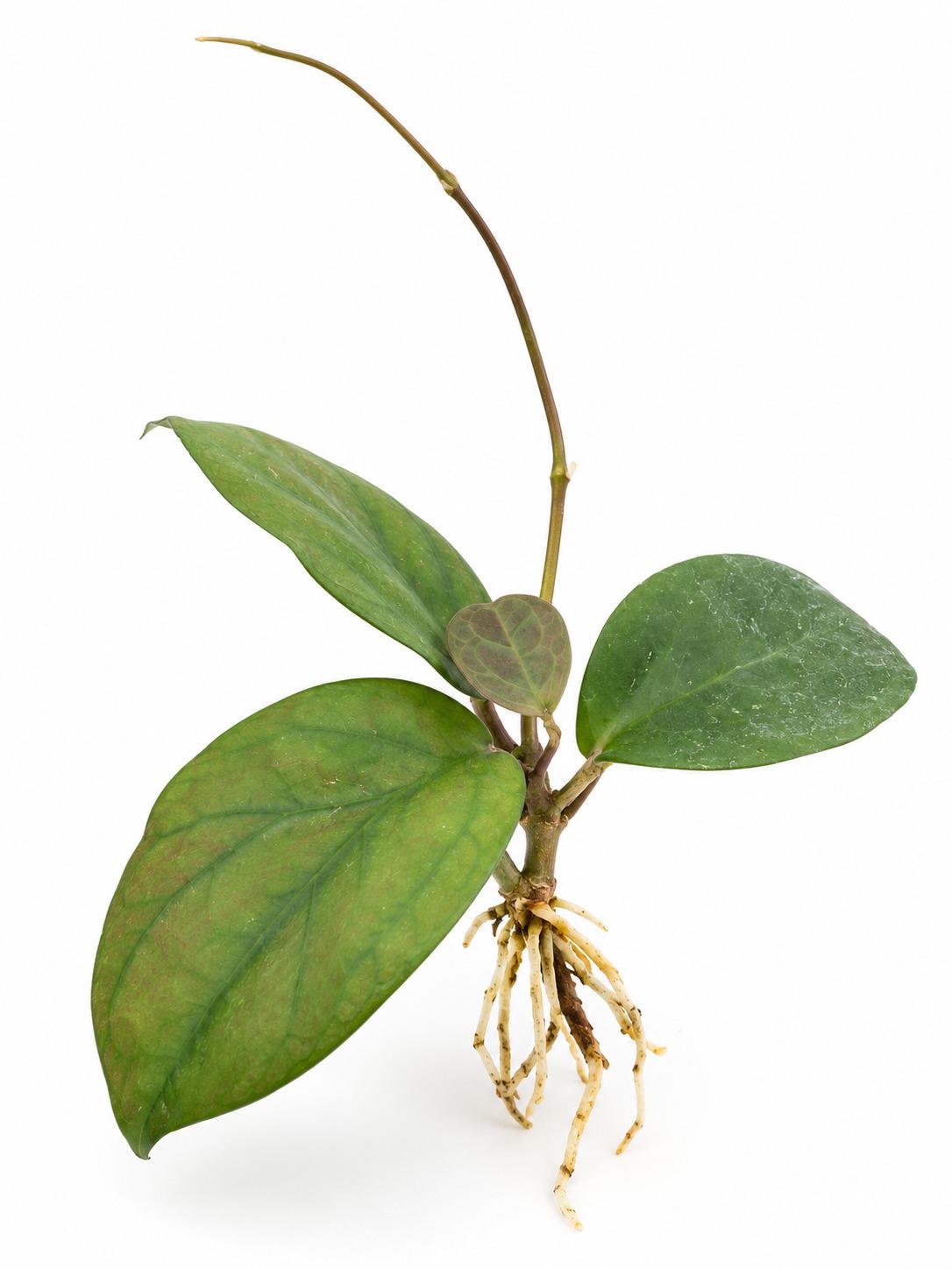 Hoya Ricardo Cutting – photo 2