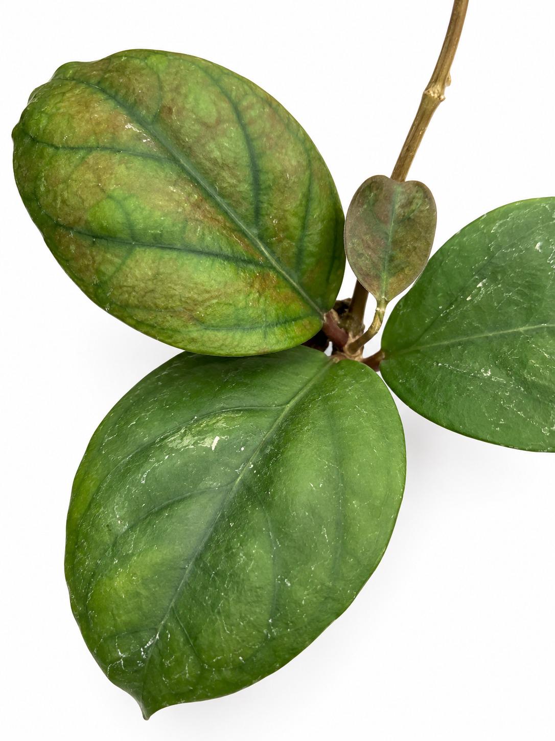 Hoya Ricardo Cutting – rare plant for sale