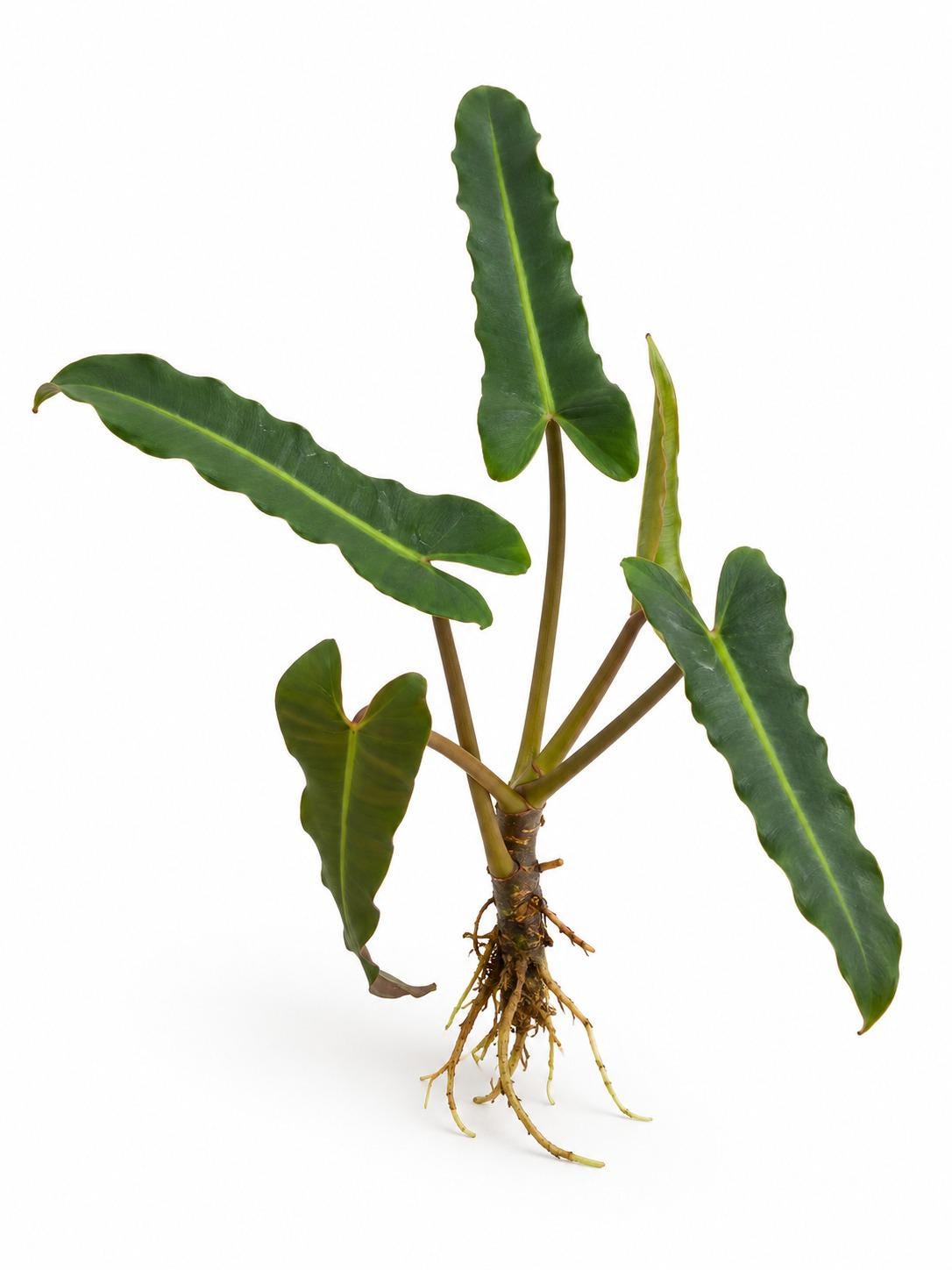 Philodendron Billietiae Dark Form Cutting – photo 2