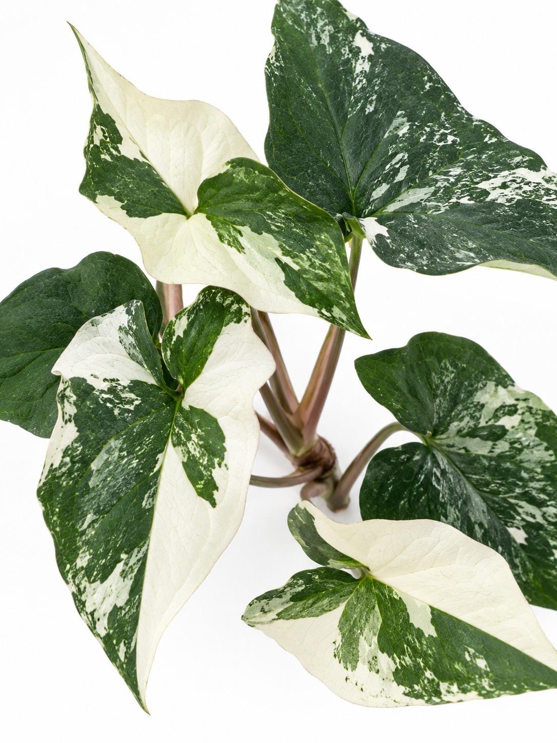 Syngonium Podophyllum Albo Variegated Cutting – rare plant for sale