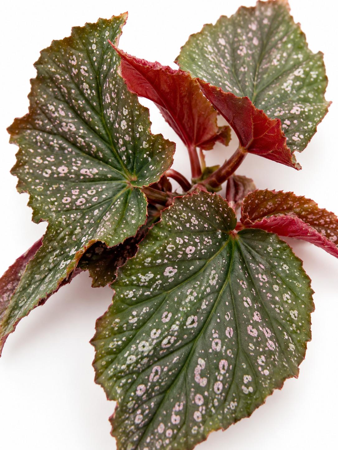 Begonia Benigo Pink Pink Spots – rare plant for sale
