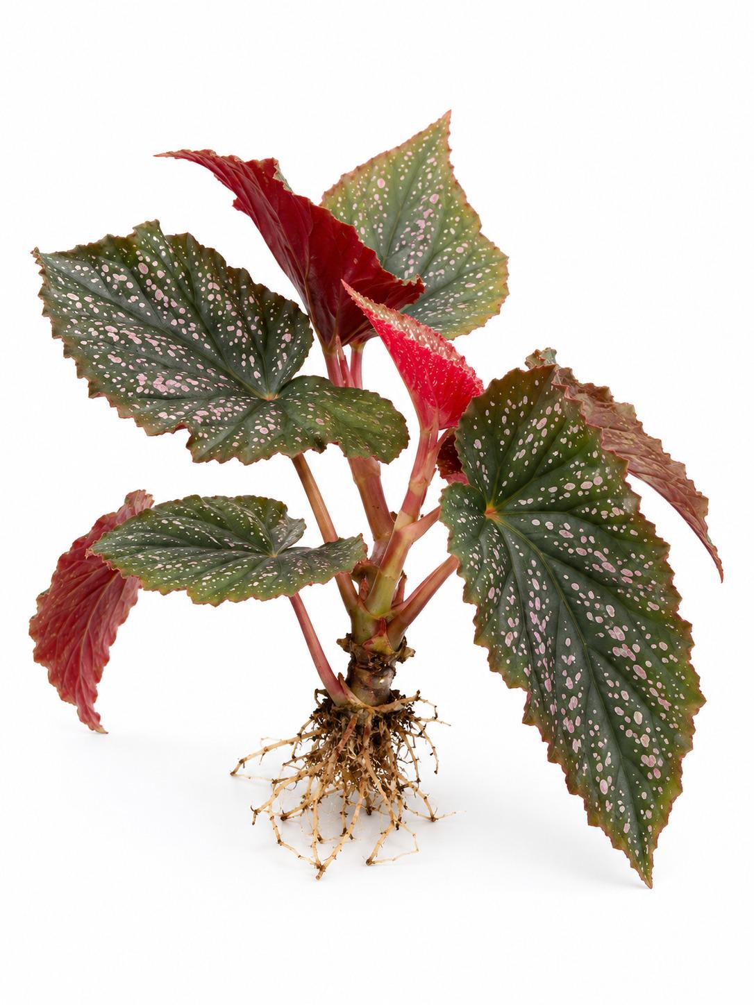 Begonia Benigo Pink Pink Spots – photo 2