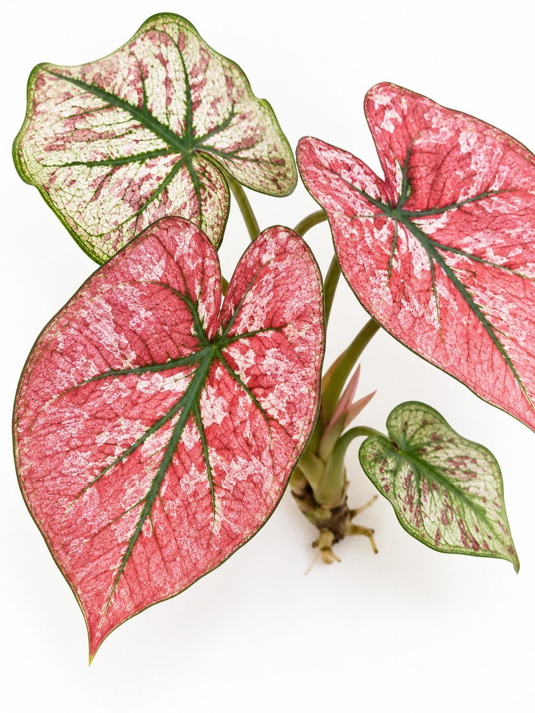 Caladium Wedding Dress – rare plant for sale