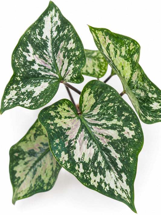 Caladium Purple Light – rare plant for sale