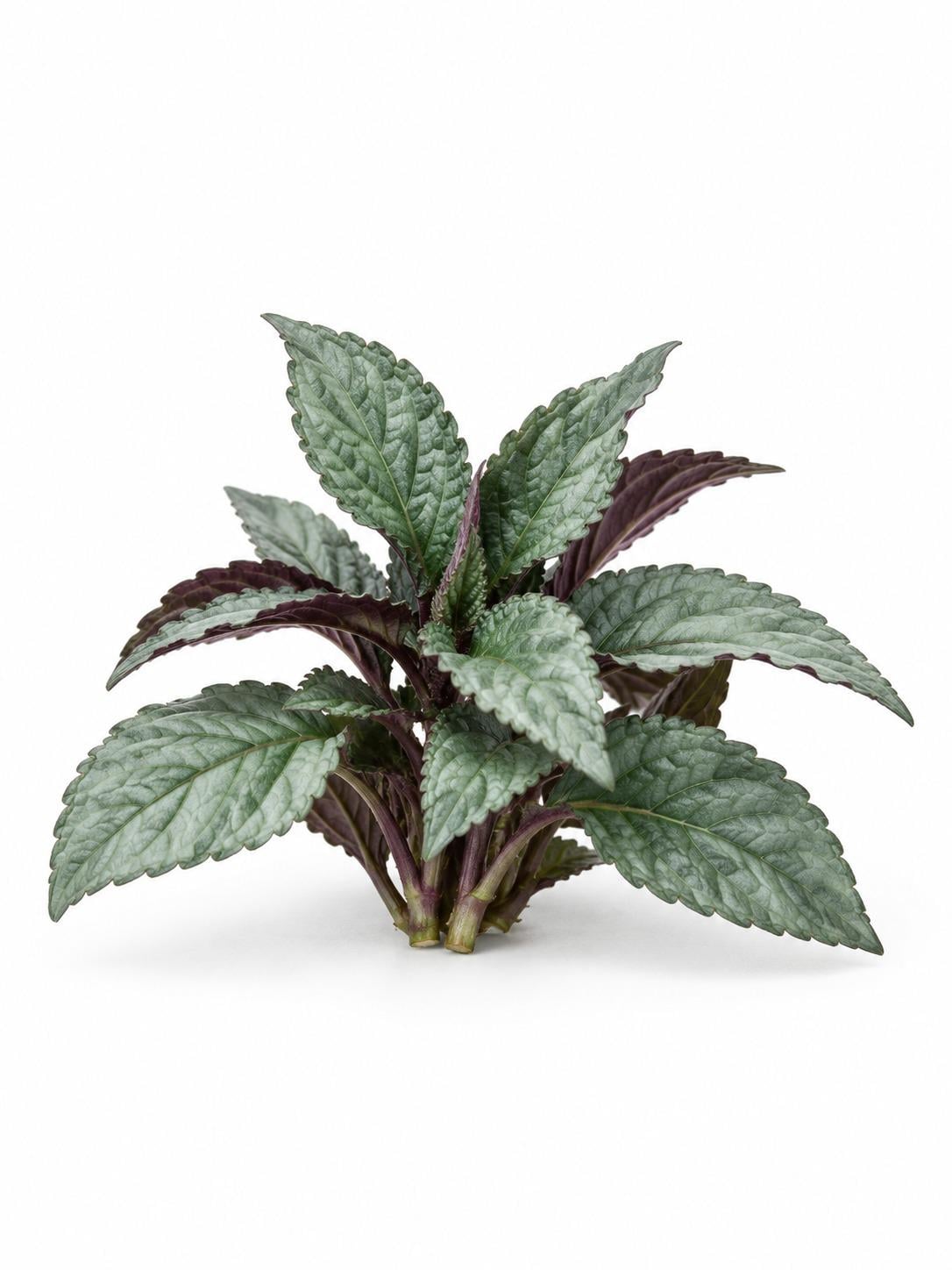 Hemigraphis Alternata Silver Waffle – photo 2