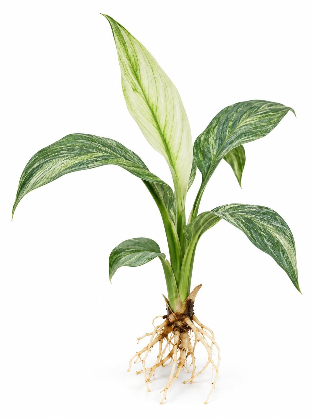 Spathiphyllum Sensation Mint – photo 2