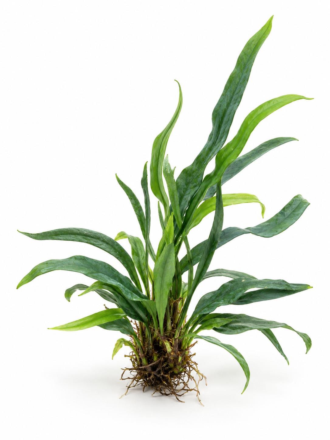 Microsorum Thailandicum Blue Oil Fern – photo 2