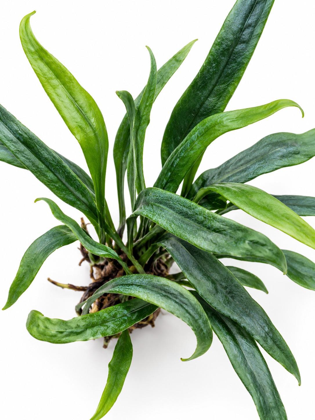 Microsorum Thailandicum Blue Oil Fern – rare plant for sale